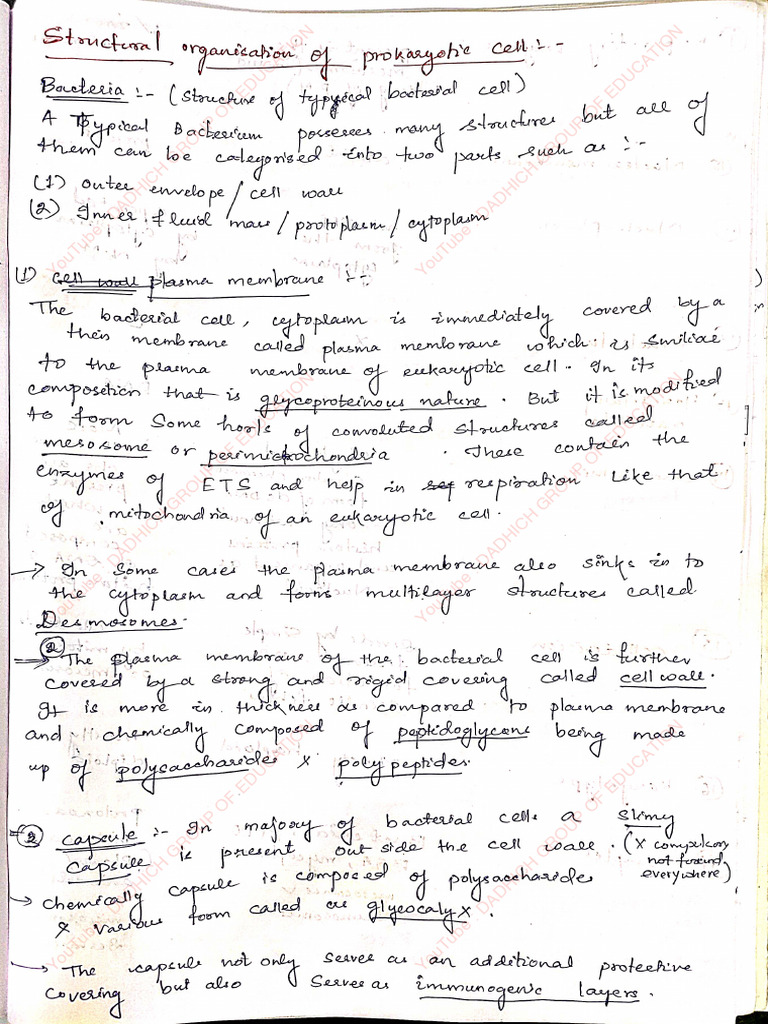 (E) Cell Biology 2 Notes - A8e11f0d 9502 4ed5 9098 8fa2fd6eadd1 | PDF