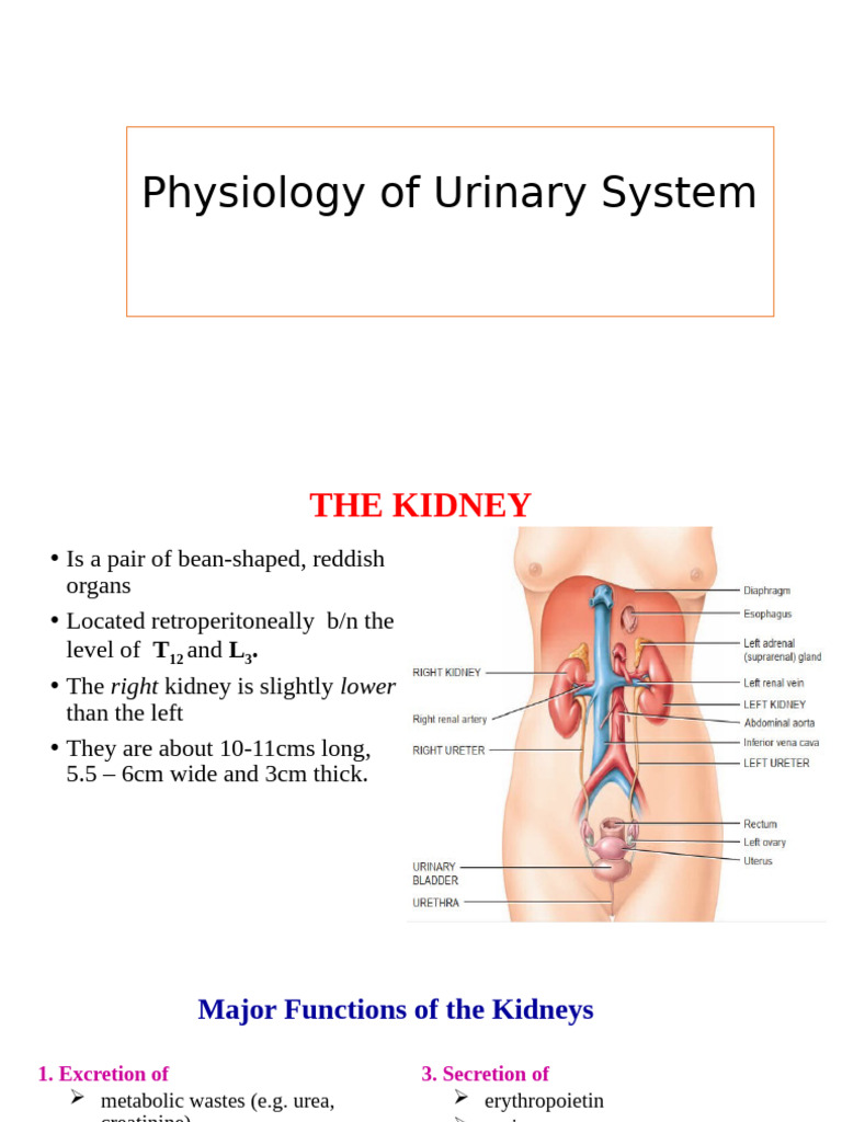Urinary System Physiology Overview | PDF | Kidney | Urinary System