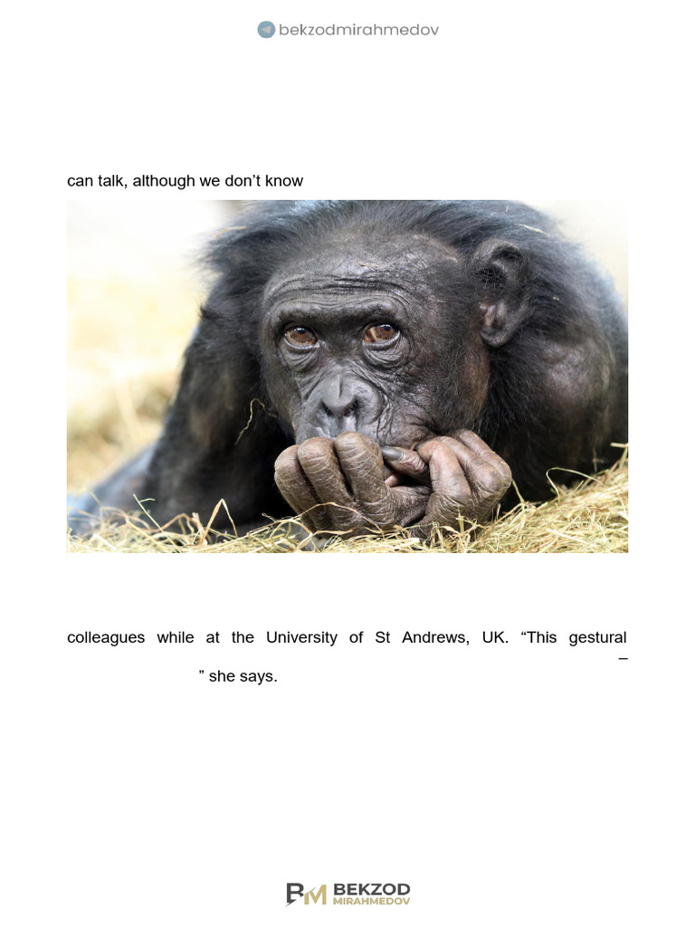 Understanding Chimpanzee Gestures | PDF | Chimpanzee | Hominidae