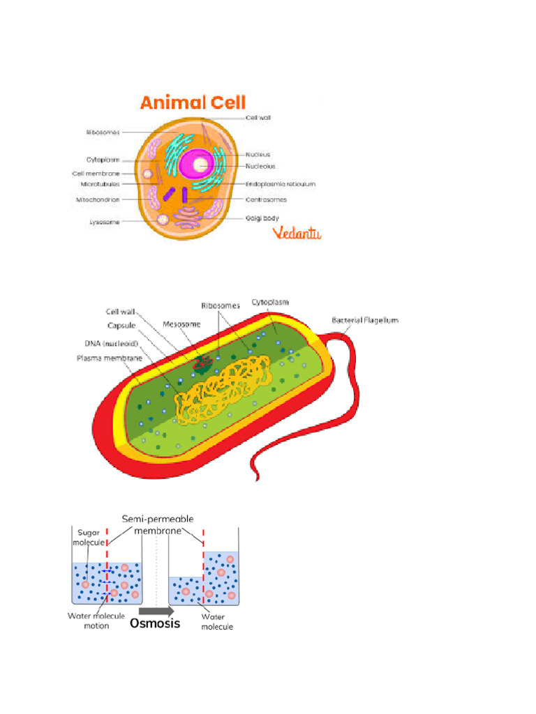 Bio Diagrams | PDF