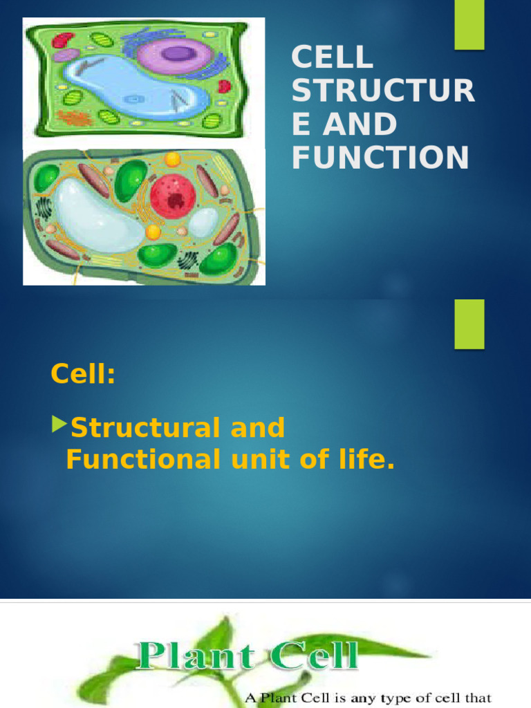Cell Structure and Function Overview | PDF | Cell Nucleus | Cell (Biology)