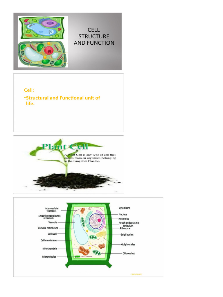 Plant Cell Structure and Function | PDF