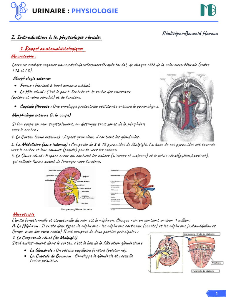 Physiologie rénale : anatomie et fonctions | PDF | Rein | Appareil urinaire