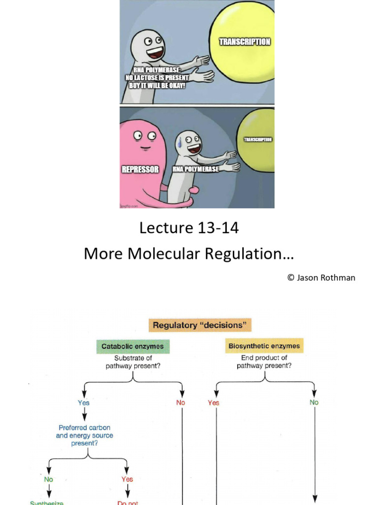 Gene Regulation Mechanisms in Bacteria | PDF | Repressor | Operon