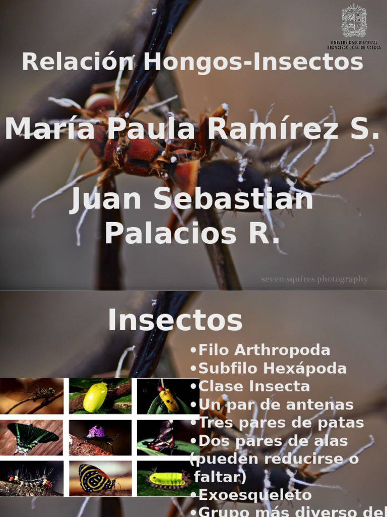 Hongos Entomopatógenos e Insectos: Relación | PDF | Micología | Organismos
