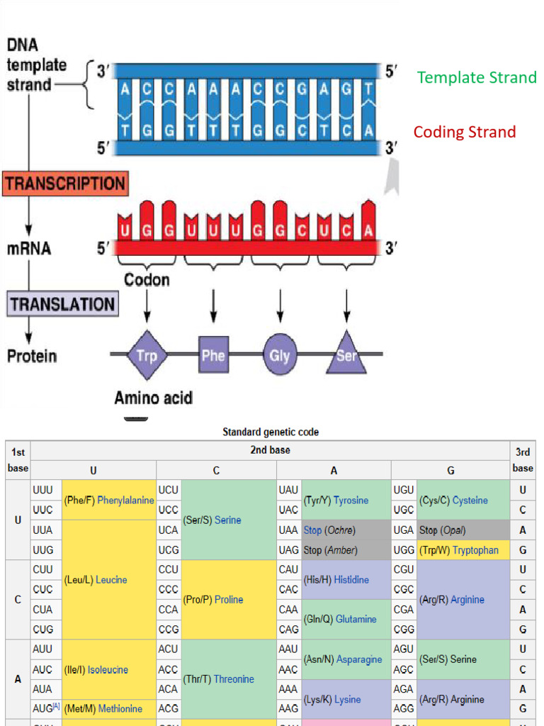 Transcription 04 | PDF | Messenger Rna | Translation (Biology)