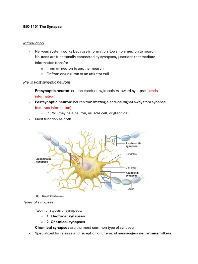 Understanding Synapses and Neurotransmitters | PDF | Chemical Synapse ...