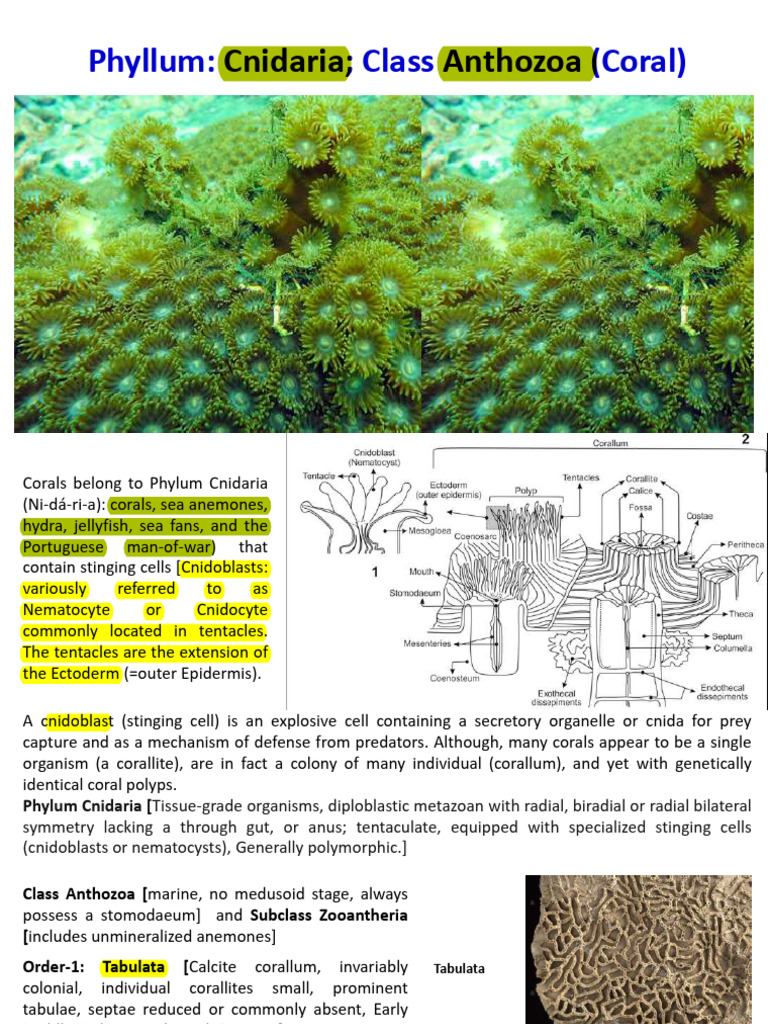 Coral Anatomy and Classification Guide | PDF | Coral