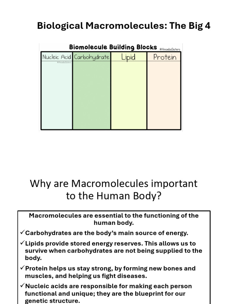 Essential Biological Macromolecules Explained | PDF | Carbohydrates ...