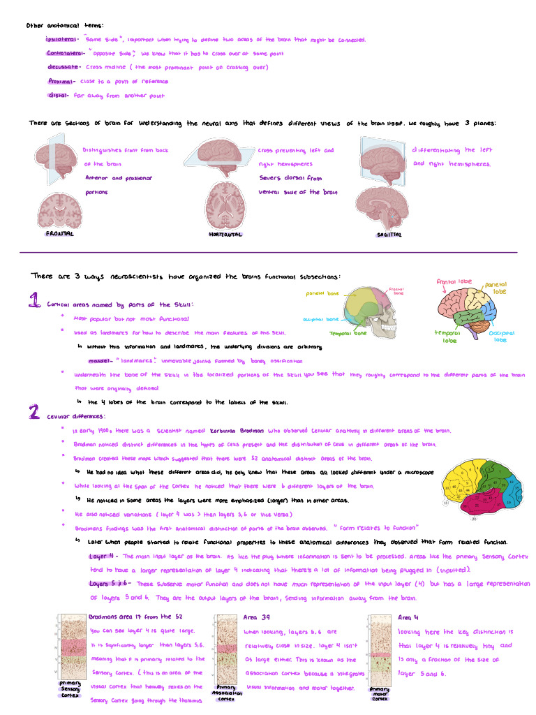 Intro To Neuroscience | PDF