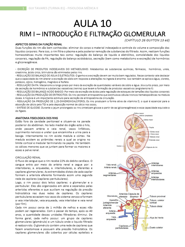Função e Anatomia dos Rins Humanos | PDF | Rim | Sistema urinário