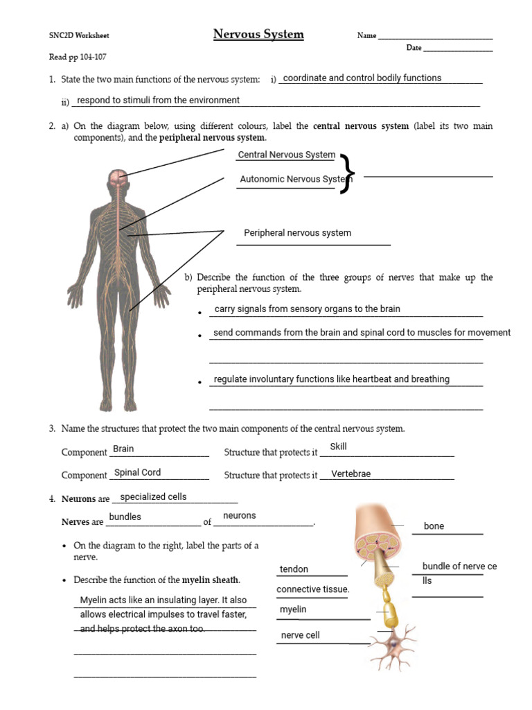 Kami Export - Kangrong Tian - Nervous System | PDF | Nervous System ...
