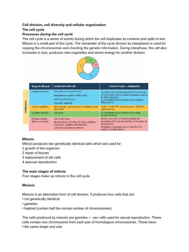 Cell Division and Specialization Overview | PDF | Meiosis | Chromosome