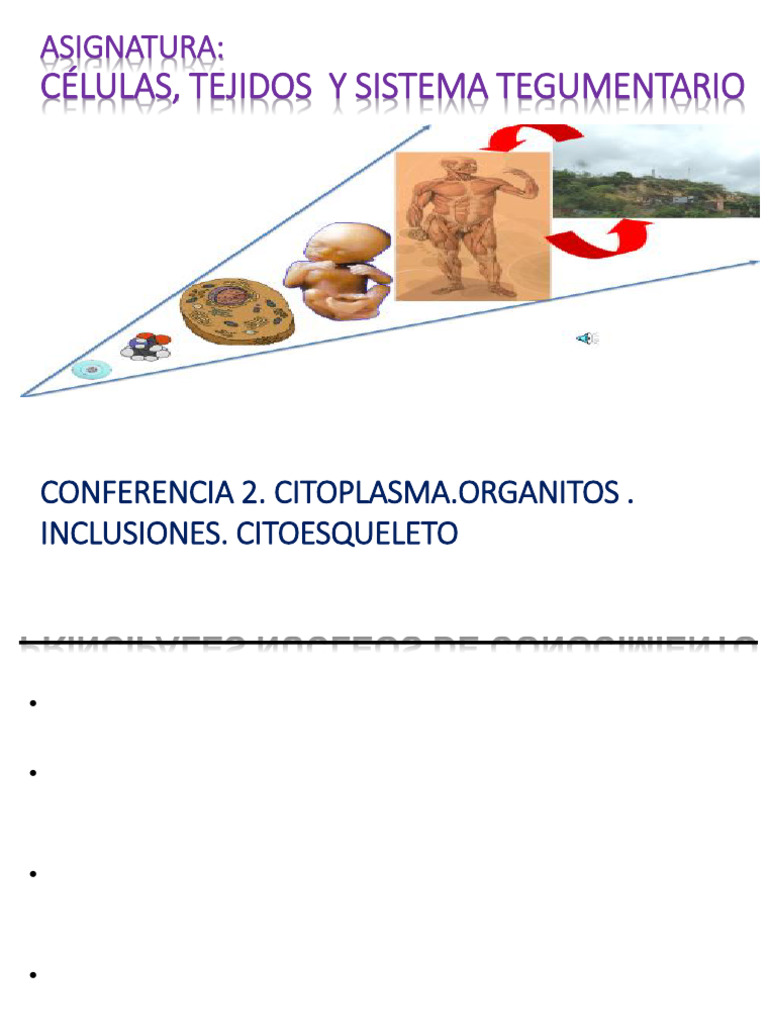 Estructura y Función del Citoplasma Celular | PDF | Citoplasma | Ribosoma
