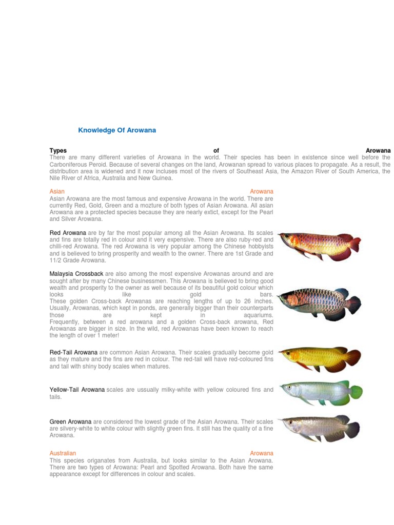 Knowledge of Arowana | PDF | Aquatic Vertebrates | Fish - Snake Feeding Frequency For Arowana