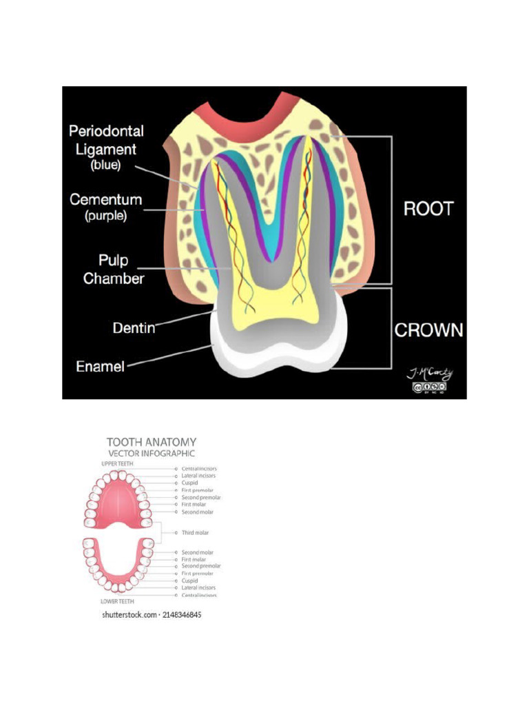 Tooth | PDF