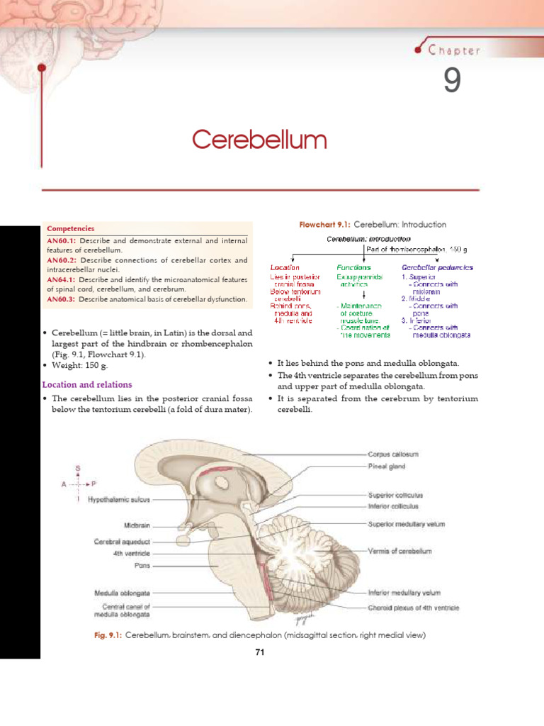 Anatomy and Functions of the Cerebellum | PDF | Cerebellum | Neuroanatomy