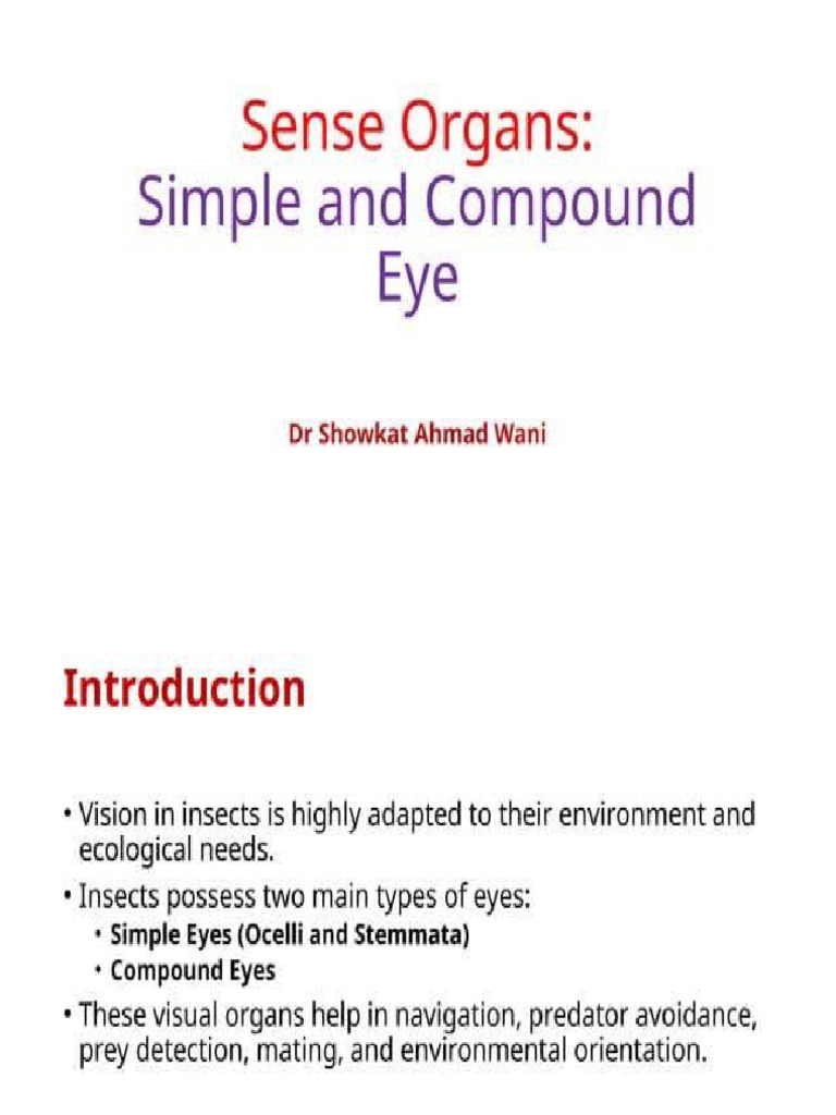 Eyes | PDF