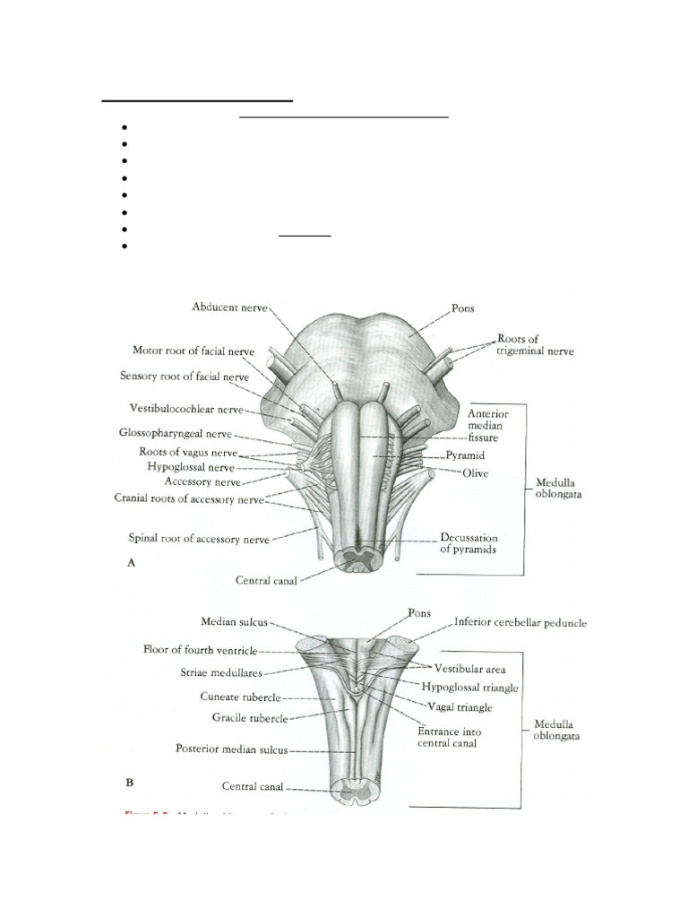 Medulla Oblongata and Pons Overview | PDF | Brainstem | Spinal Cord
