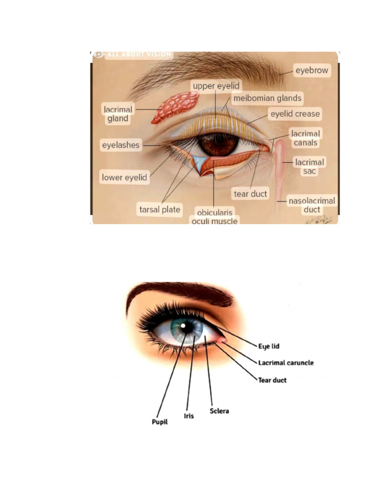 Eye | PDF