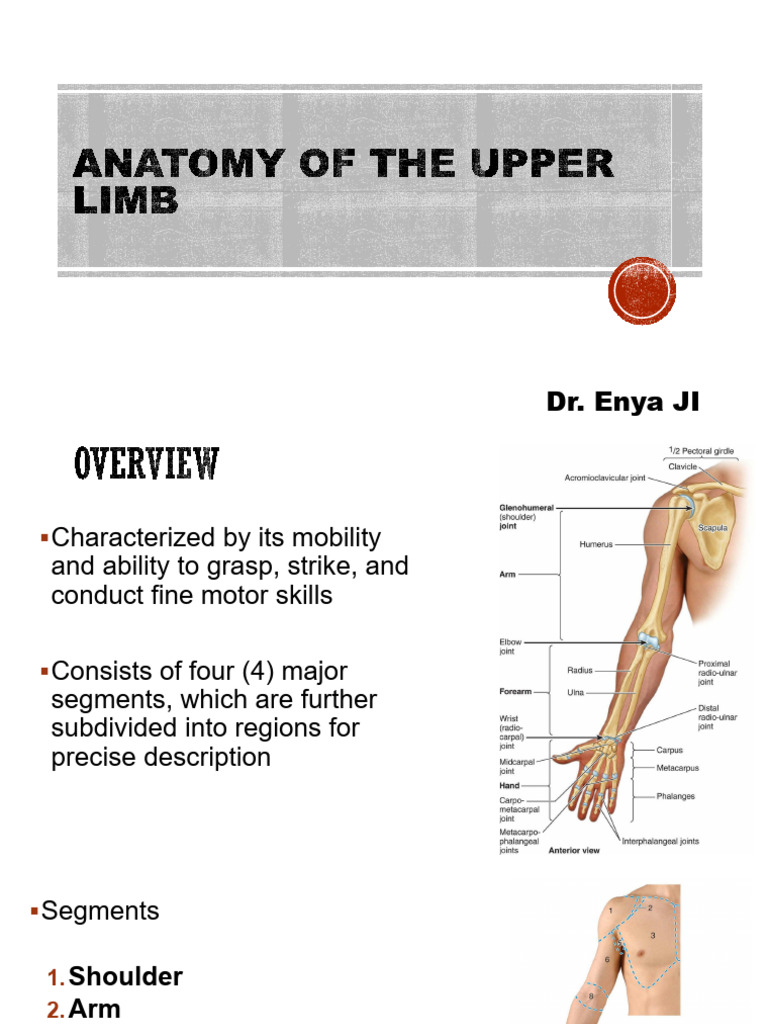 Upper Limb Anatomy Overview | PDF | Thumb | Elbow