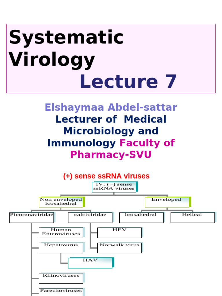 Overview of (+) Sense ssRNA Viruses | PDF | Influenza | Influenza A Virus