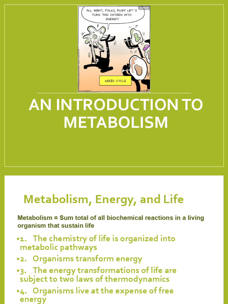 Understanding Metabolism and Energy | PDF | Metabolic Pathway | Gibbs ...