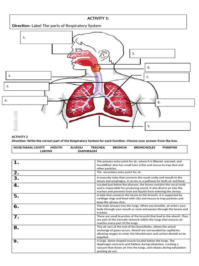 Parts and Function of Respiratory System Activities | PDF | Respiratory ...