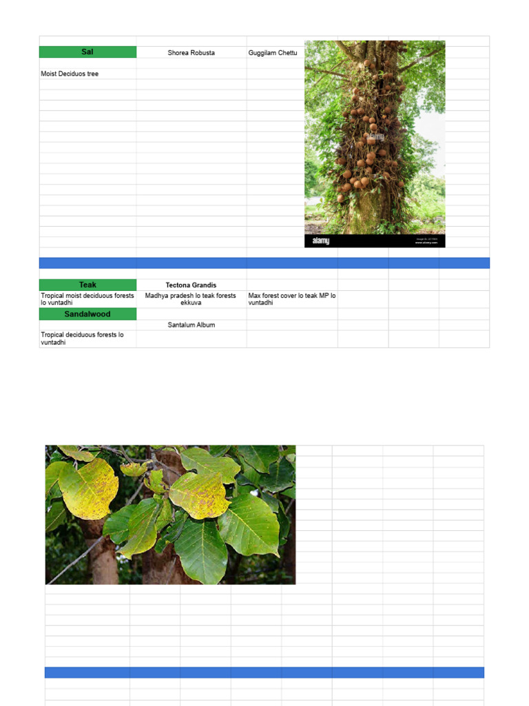 Trees - Sheet5 | PDF | Trees | Forests