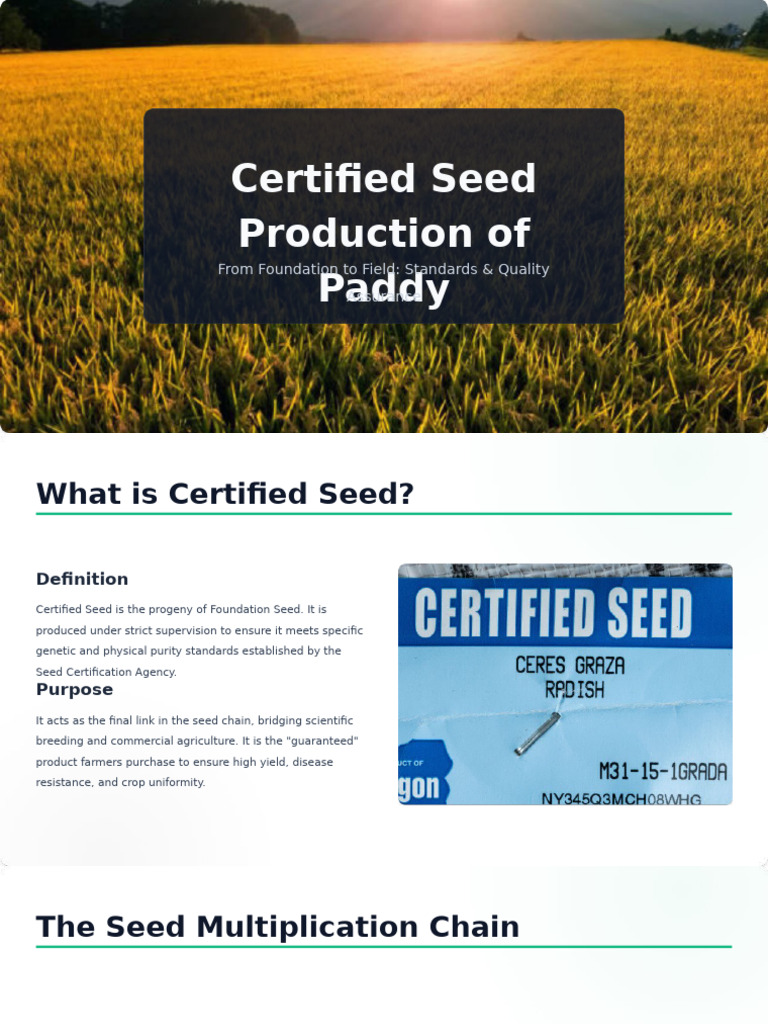 Certified Paddy Seed Production Standards | PDF | Seed | Plant Breeding