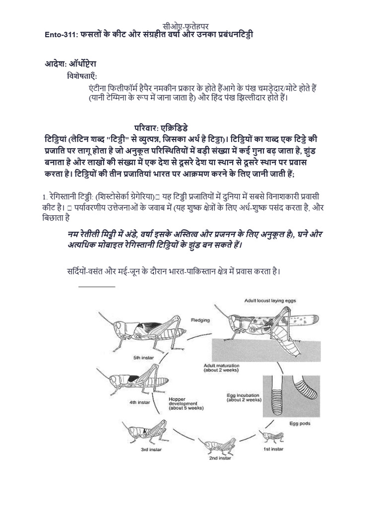 ENTO-311Dr.mukesh Nitharwal GrainStored Insect | PDF