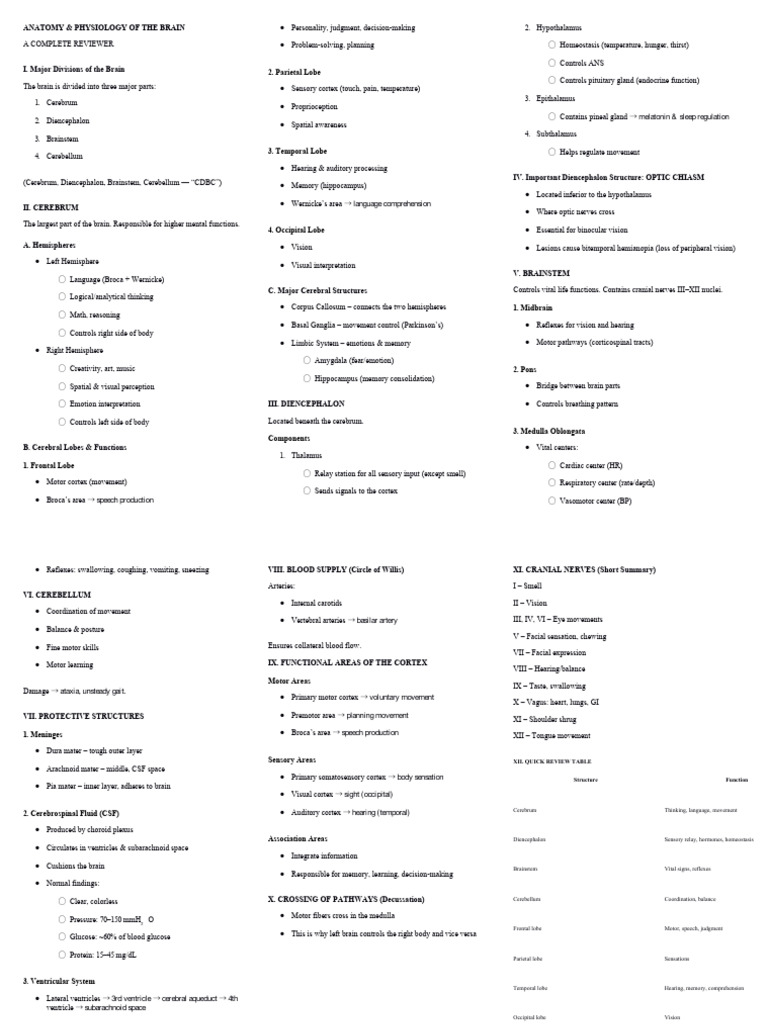 Brain Anatomy and Physiology Overview | PDF | Cerebrum | Brainstem