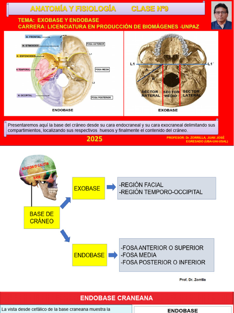 Anatomía de la Endobase Craneana | PDF | Fluido cerebroespinal ...