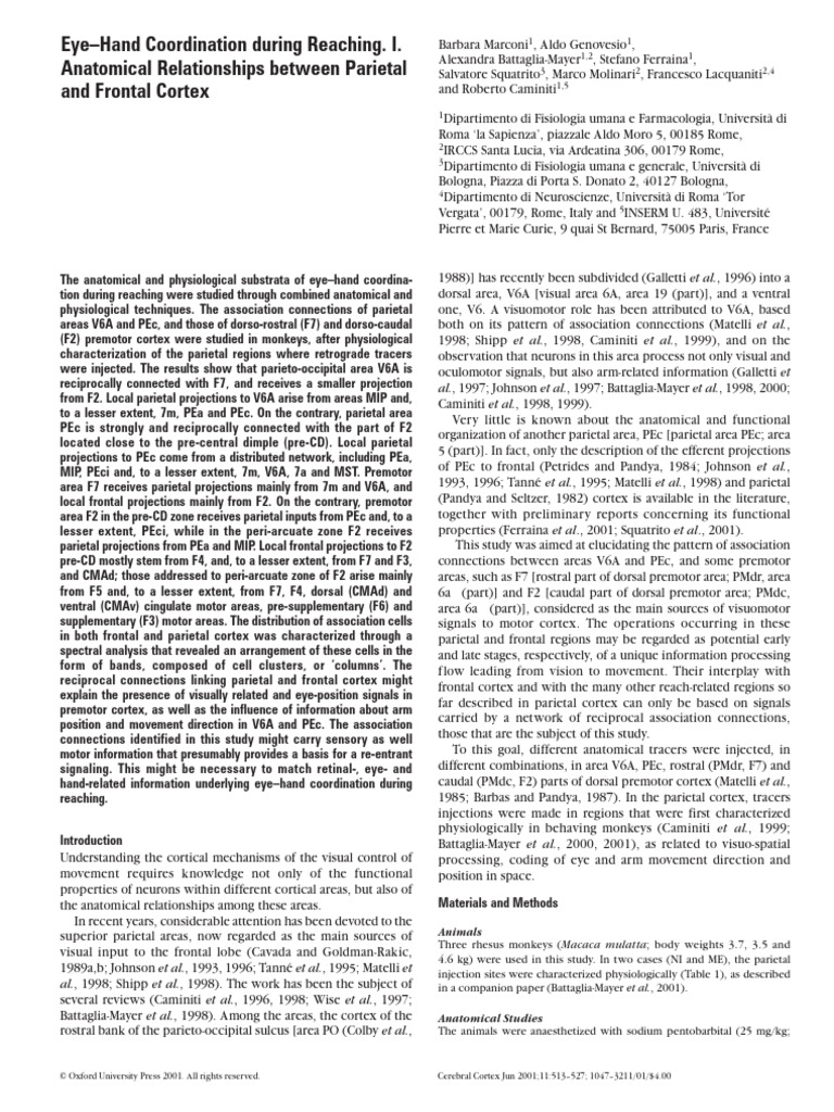 Eye-Hand Coordination: Cortex Connections | PDF | Parietal Lobe ...