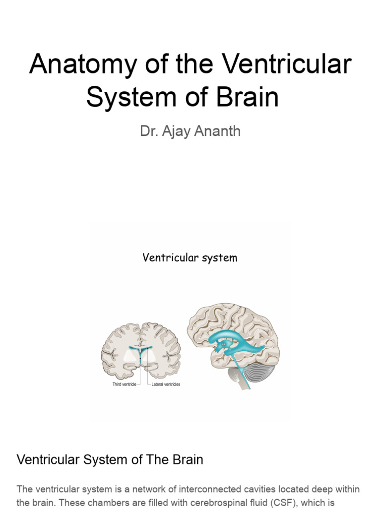 Lc008_Ventricles of the Brain | PDF | Nervous System