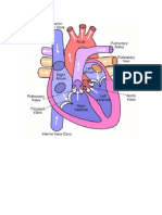 Labelled Heart Structure