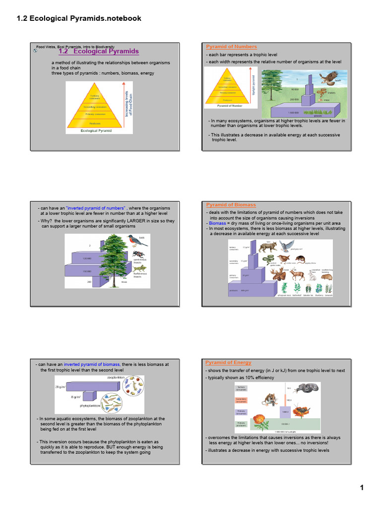 Understanding Ecological Pyramids | PDF | Food Web | Biomass (Ecology)