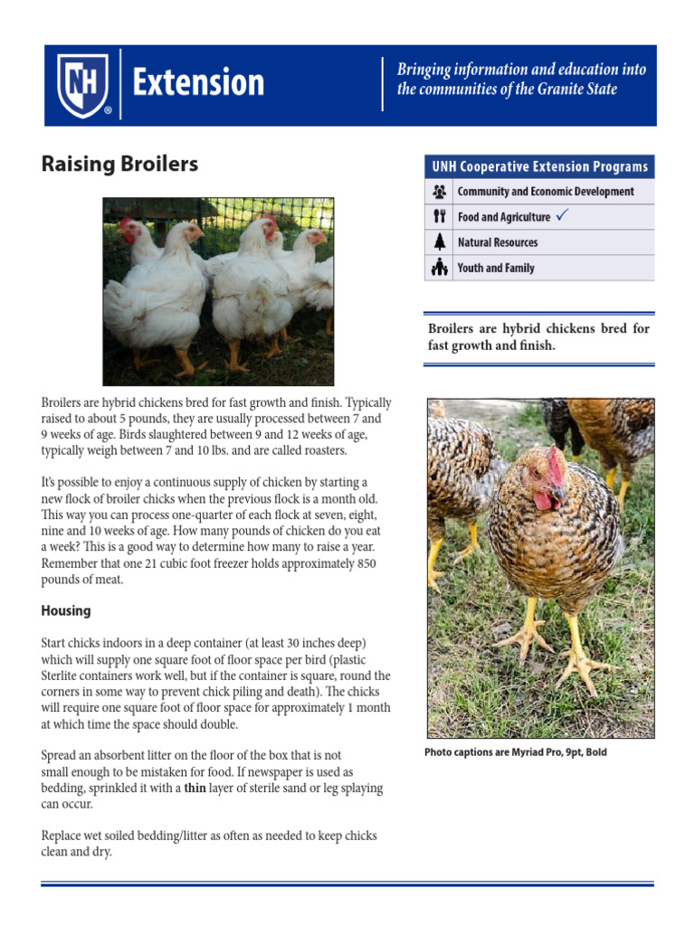 Broiler Chicken Raising Guide | PDF | Chicken | Broiler