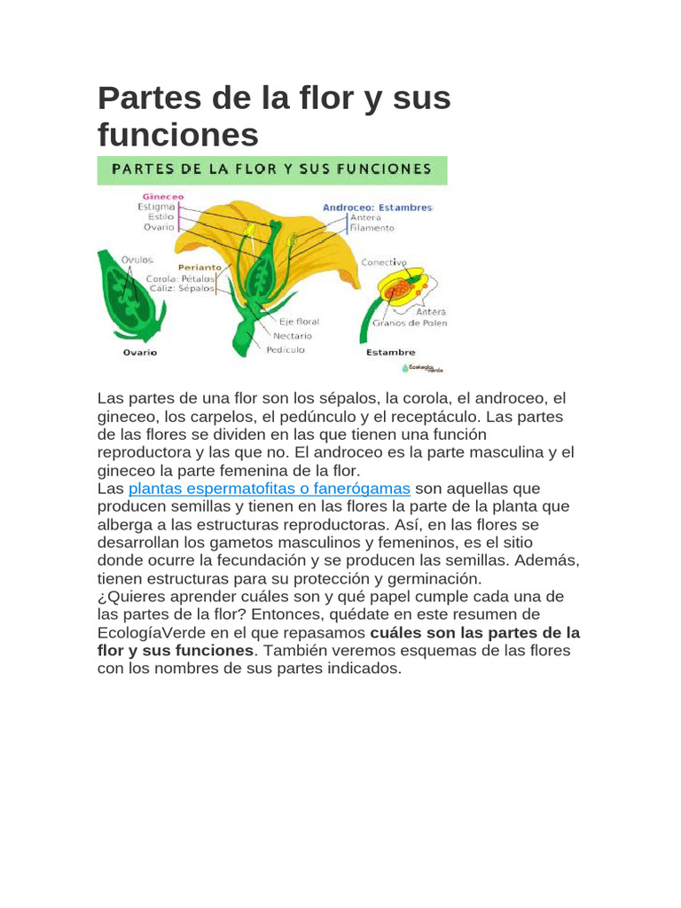 Partes de la flor y sus funciones | PDF | Flores | Morfología Vegetal
