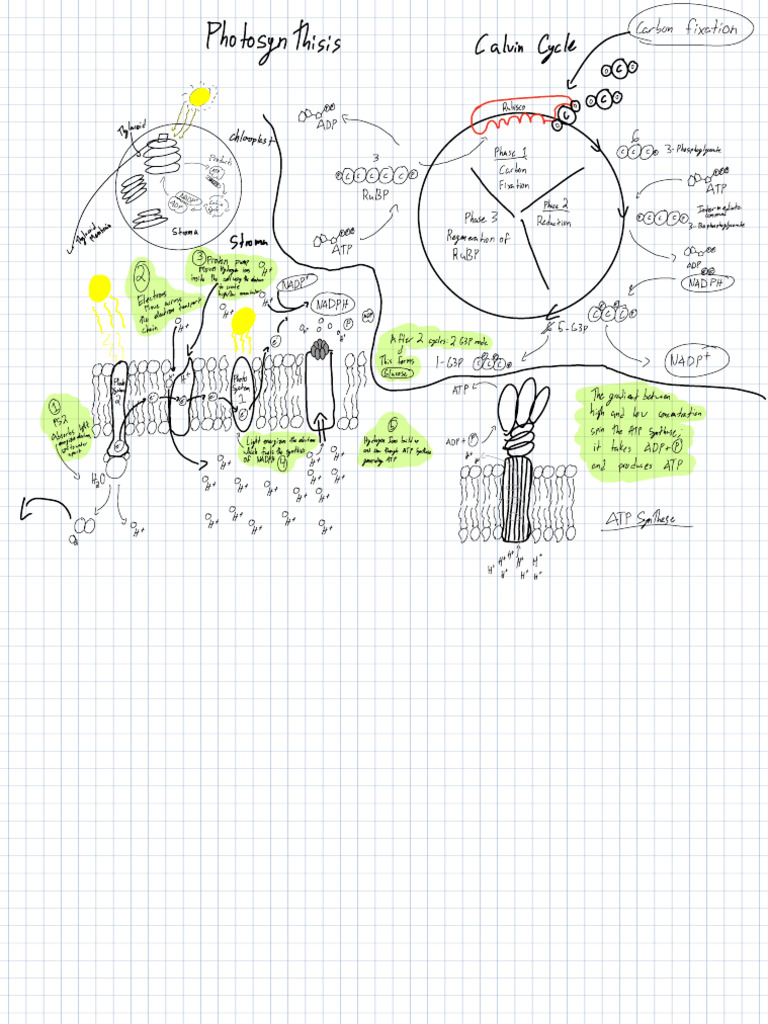 Photosynthesis and Calvin Cycle Overview | PDF