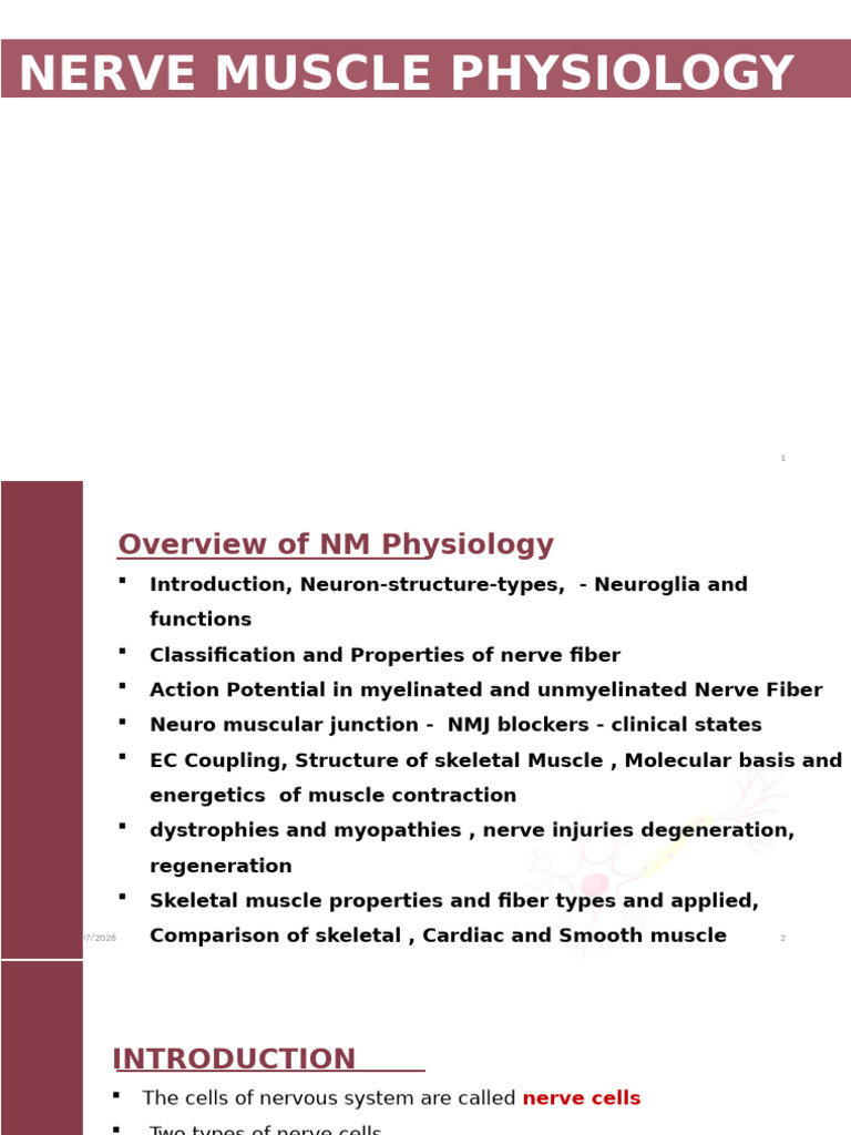 Nerve Muscle Physiology Overview | PDF | Axon | Action Potential