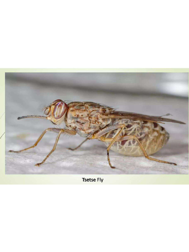 Tsetse Fly | PDF