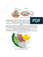 Eukariotik vs Prokariotik