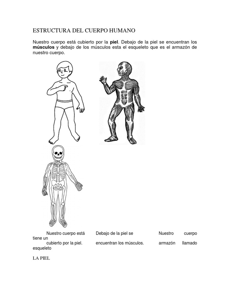 Estructura del Cuerpo Humano para Niños | PDF | Músculo | Esqueleto