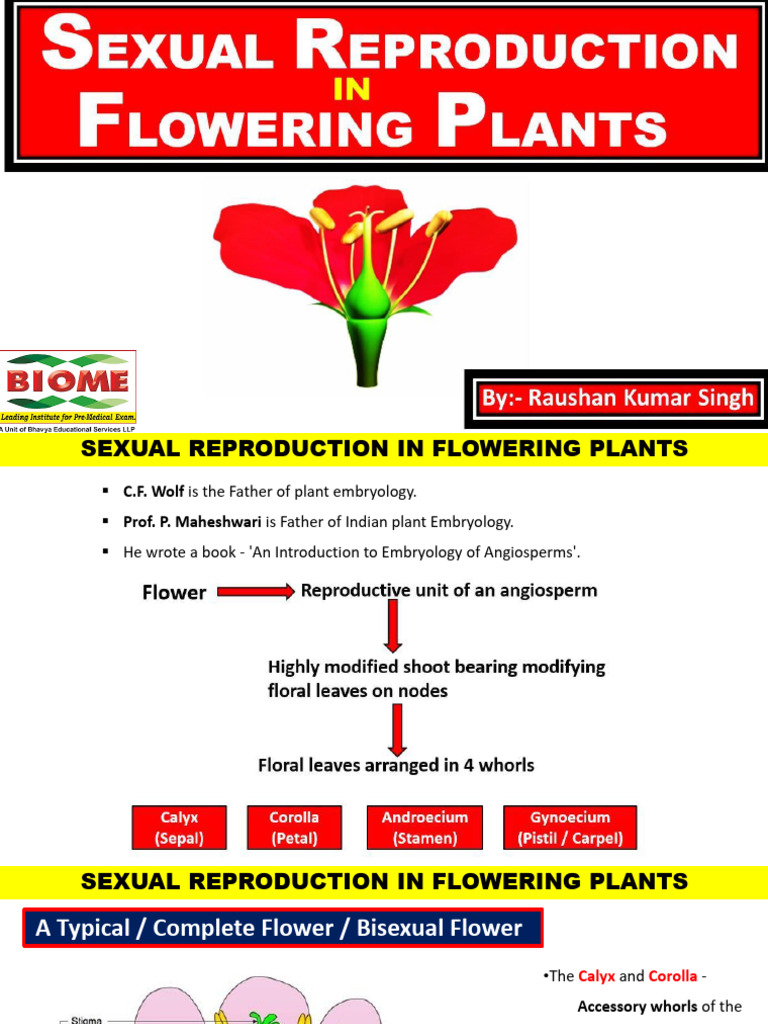 Sexual Reproduction in Flowering Plants | PDF | Seed | Fertilisation