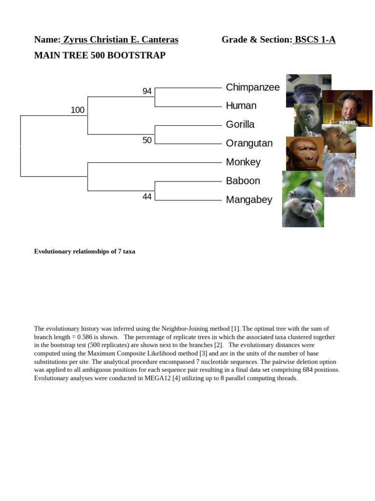Evolutionary Tree of Primates Analysis | PDF