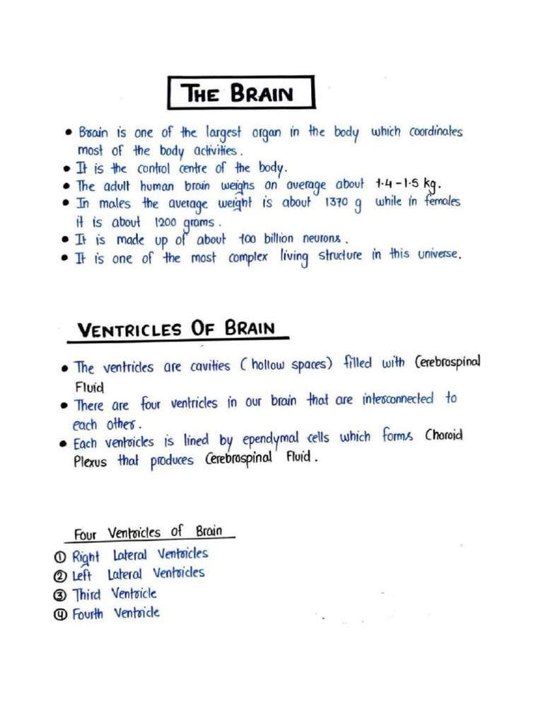 The Brain | PDF