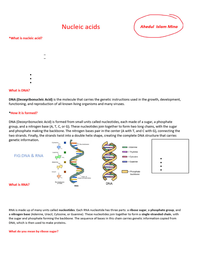 Understanding DNA and RNA Structures | PDF | Dna Replication | Dna