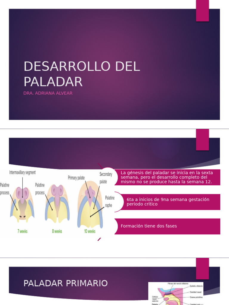 Formacion Del Paladar | PDF | Enfermedades y trastornos ...
