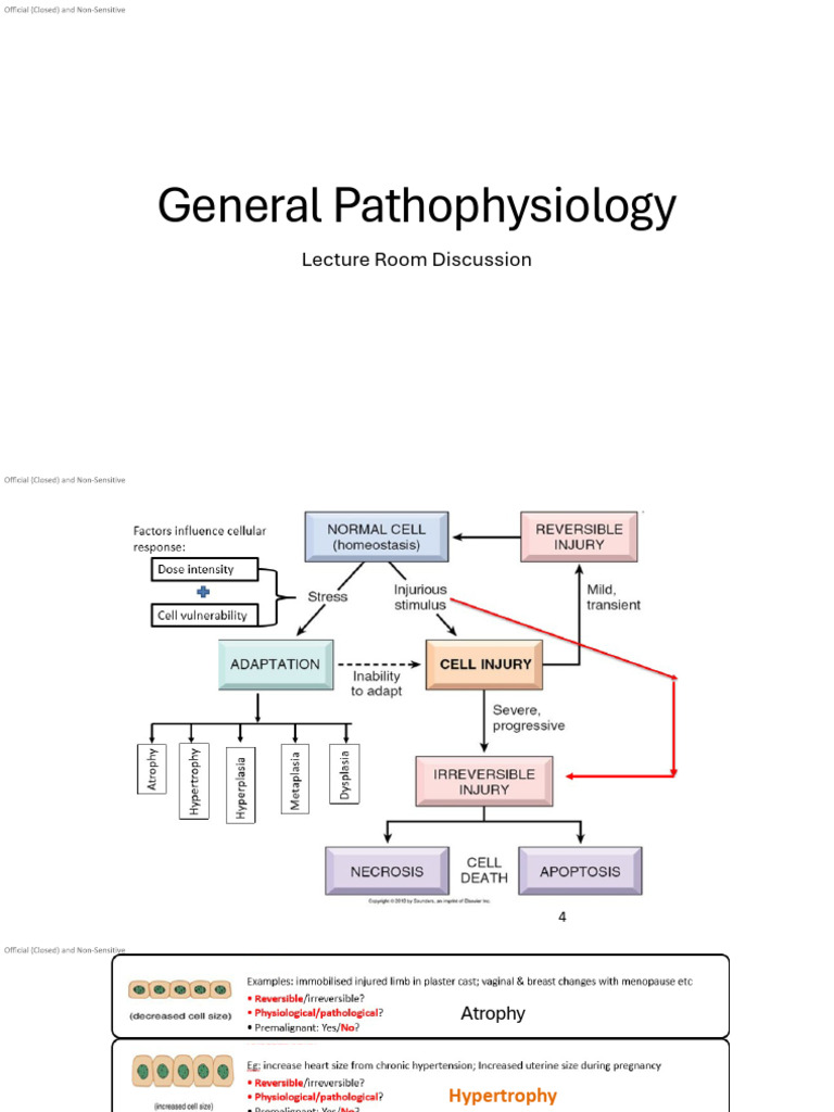 Cellular Adaptations and Inflammation | PDF | Inflammation | Blood Vessel